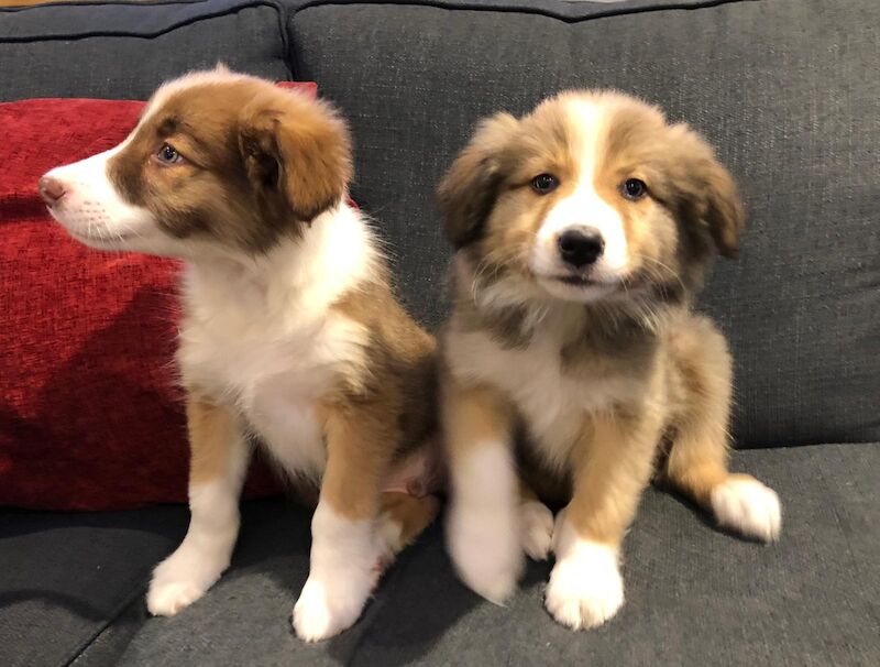 Quality border collie pups 🐶 for sale in Ripley, Derbyshire - Image 6