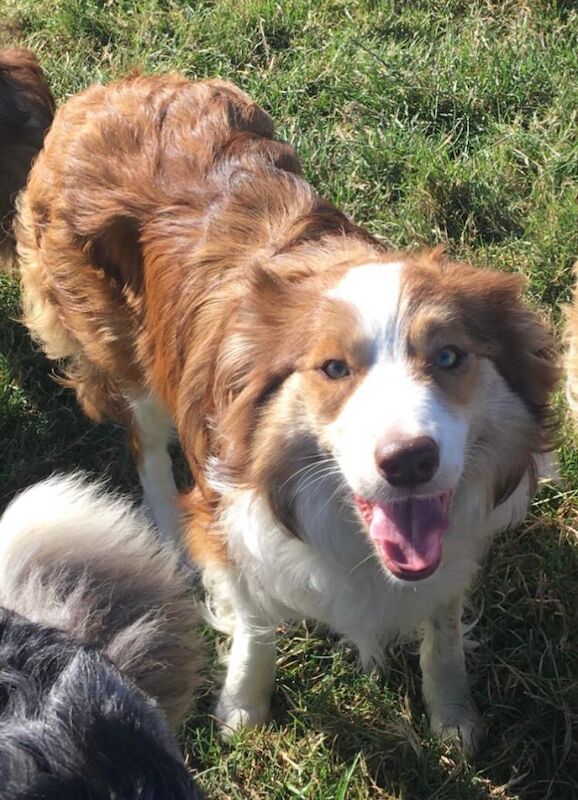 Quality border collie pups 🐶 for sale in Ripley, Derbyshire - Image 9