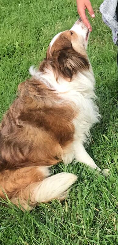 Quality border collie pups 🐶 for sale in Ripley, Derbyshire - Image 10