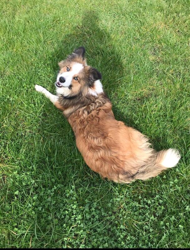 Quality border collie pups 🐶 for sale in Ripley, Derbyshire - Image 12