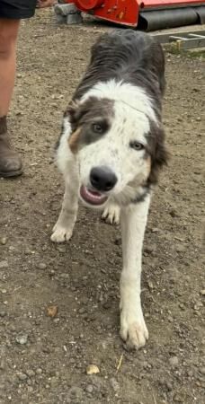 Rare Tri Blue Border Collie looking for his new home for sale in Letchworth Garden City, Hertfordshire