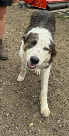 Rare Tri Blue Border Collie looking for his new home for sale in Letchworth Garden City, Hertfordshire - Image 1