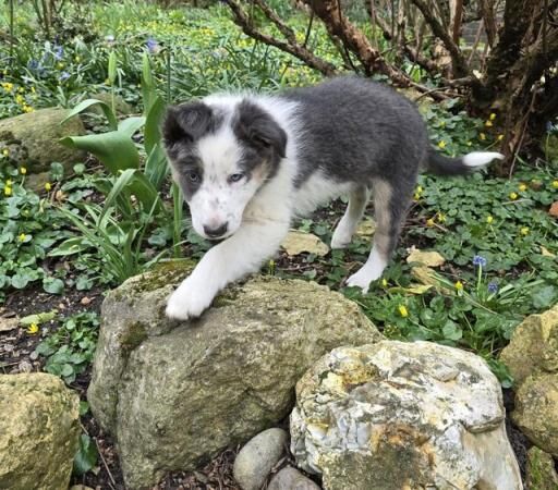 Rare Tri Blue Border Collie looking for his new home for sale in Letchworth Garden City, Hertfordshire - Image 2