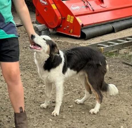 Rare Tri Blue Border Collie looking for his new home for sale in Letchworth Garden City, Hertfordshire - Image 3