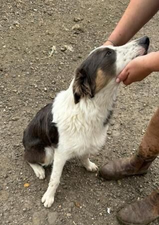 Rare Tri Blue Border Collie looking for his new home for sale in Letchworth Garden City, Hertfordshire - Image 4