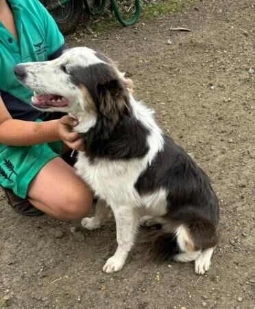 Rare Tri Blue Border Collie looking for his new home for sale in Letchworth Garden City, Hertfordshire - Image 5