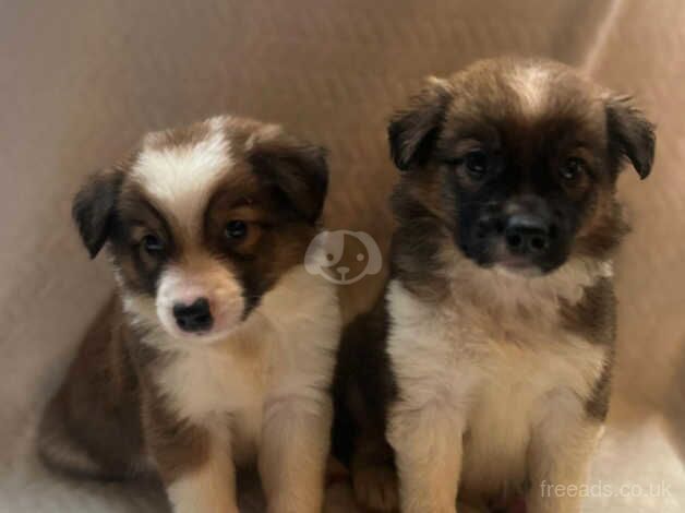 Ready now beautiful long coated chunky pups for sale in Sheffield, South Yorkshire - Image 2