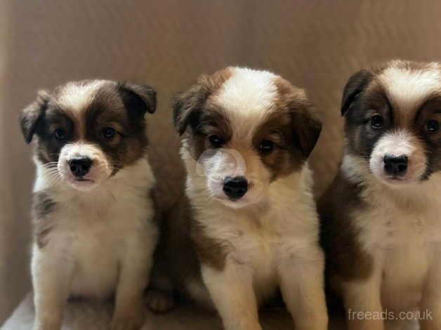 Ready now beautiful long coated chunky pups for sale in Sheffield, South Yorkshire - Image 4