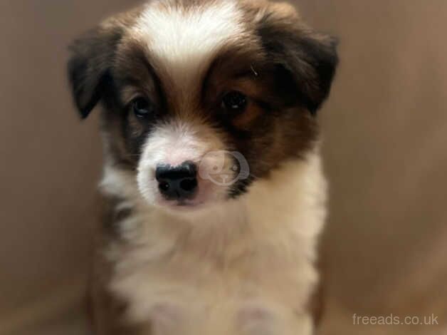 Ready now beautiful long coated chunky pups for sale in Sheffield, South Yorkshire - Image 5