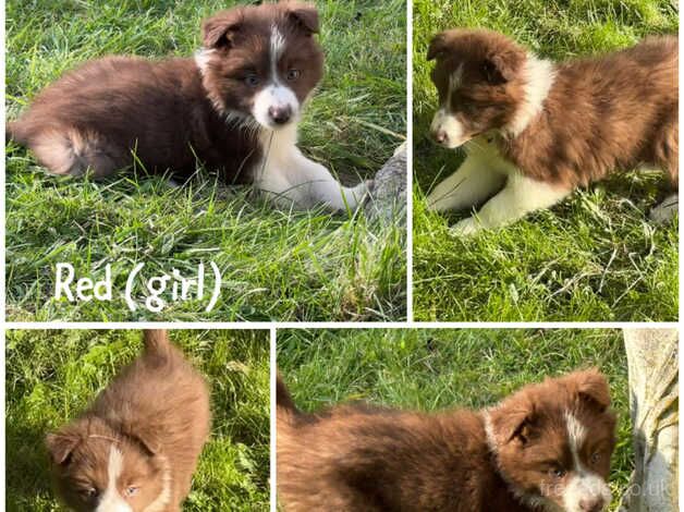 READY TO GO! KC Reg Red and White pups for sale in Grantham, Lincolnshire