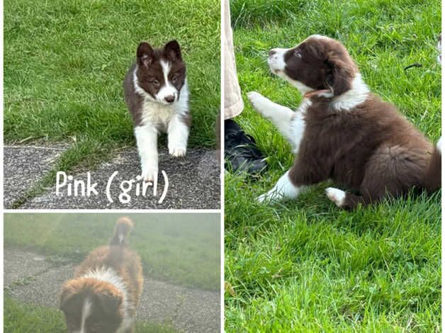 READY TO GO! KC Reg Red and White pups for sale in Grantham, Lincolnshire - Image 2