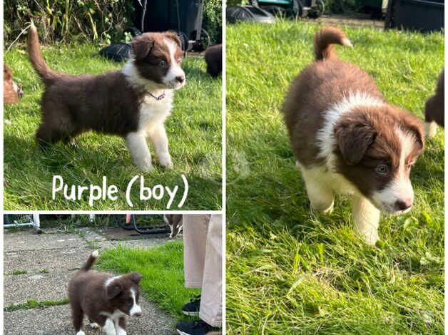 READY TO GO! KC Reg Red and White pups for sale in Grantham, Lincolnshire - Image 3