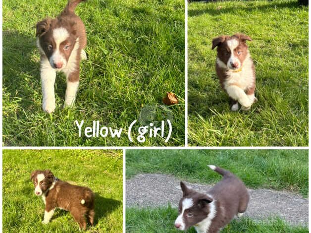 READY TO GO! KC Reg Red and White pups for sale in Grantham, Lincolnshire - Image 4