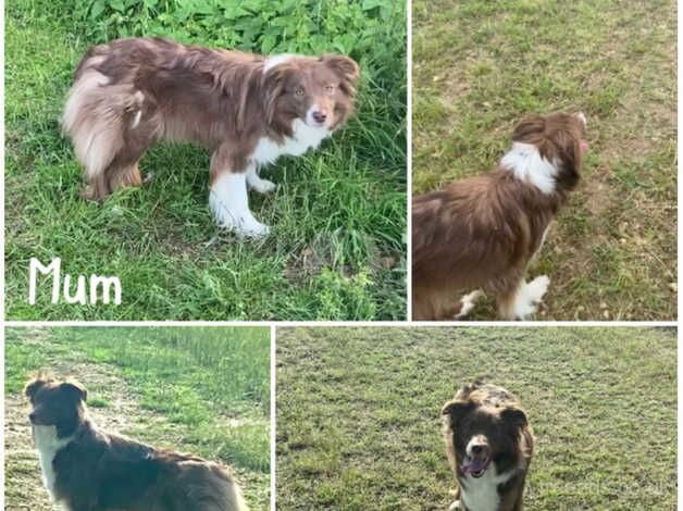 READY TO GO! KC Reg Red and White pups for sale in Grantham, Lincolnshire - Image 5