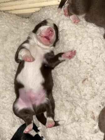 Ready to reserve border collie puppys from a home environmen for sale in Nantwich, Cheshire - Image 1
