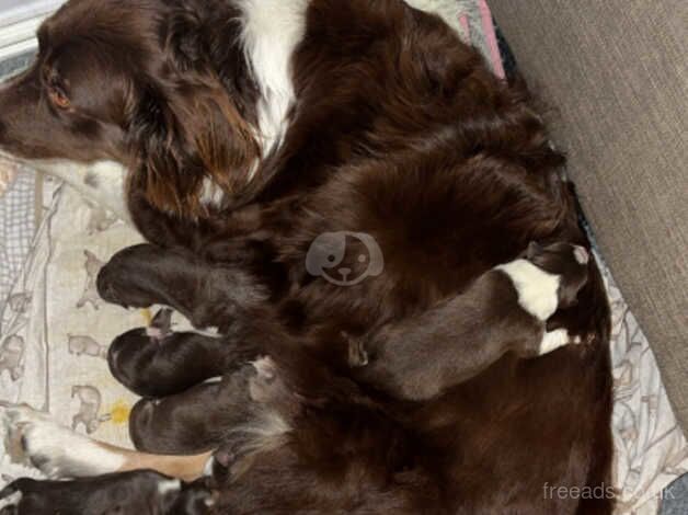 Red and white collie puppies for sale in Hamilton, South Lanarkshire - Image 1