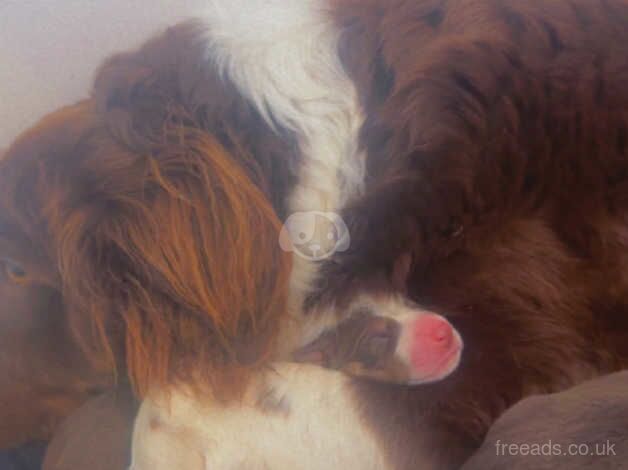 Red and white collie puppies for sale in Hamilton, South Lanarkshire - Image 3