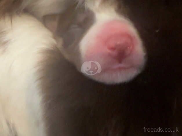 Red and white collie puppies for sale in Hamilton, South Lanarkshire - Image 4