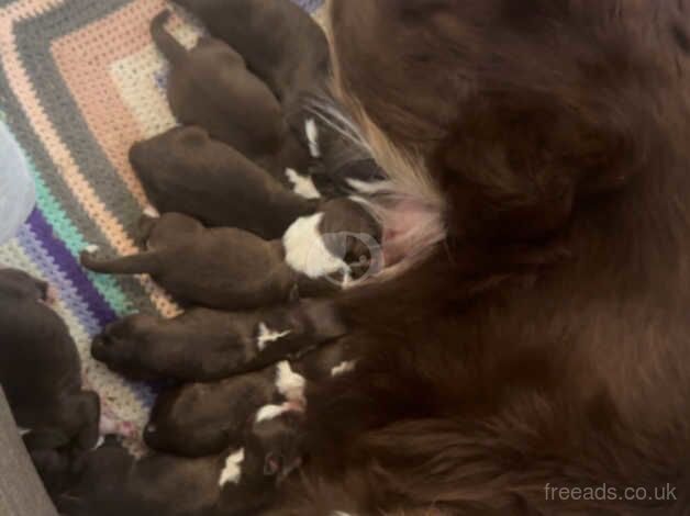 Red and white collie puppies for sale in Hamilton, South Lanarkshire - Image 5