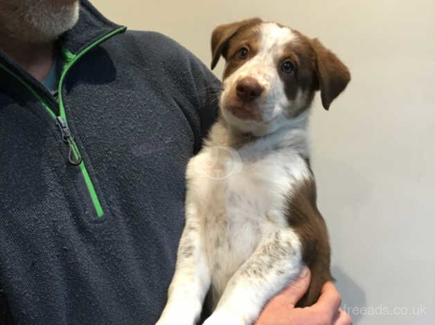 Red and white male border collie puppy for sale in Leominster, Herefordshire