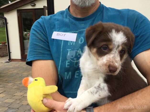 Red and white male border collie puppy for sale in Leominster, Herefordshire - Image 2