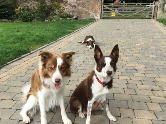 Red and white male border collie puppy for sale in Leominster, Herefordshire - Image 3