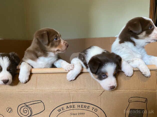 Red and white male border collie puppy for sale in Leominster, Herefordshire - Image 5