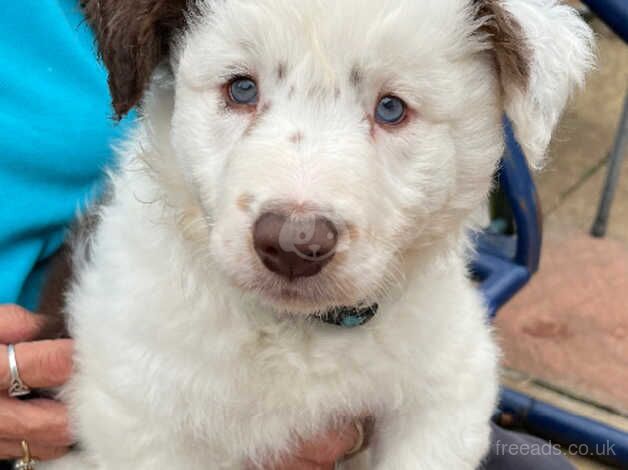 Red Border Collie male ready for his new loving home for sale in Buckinghamshire - Image 1