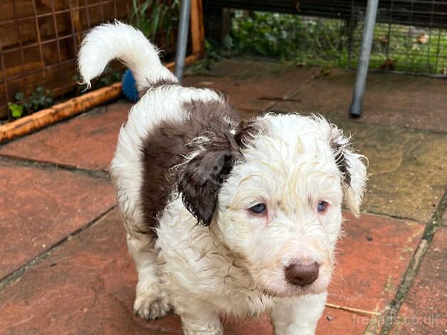 Red Border Collie male ready for his new loving home for sale in Buckinghamshire - Image 2