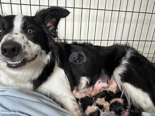 Red Border Collie male ready for his new loving home for sale in Buckinghamshire - Image 3