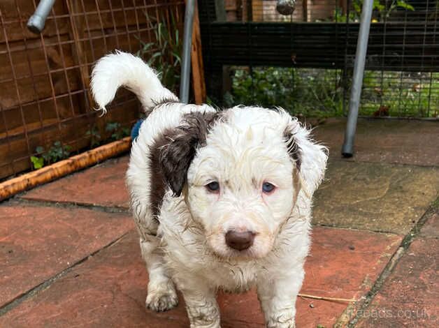 Red Border Collie male ready for his new loving home for sale in Buckinghamshire - Image 5