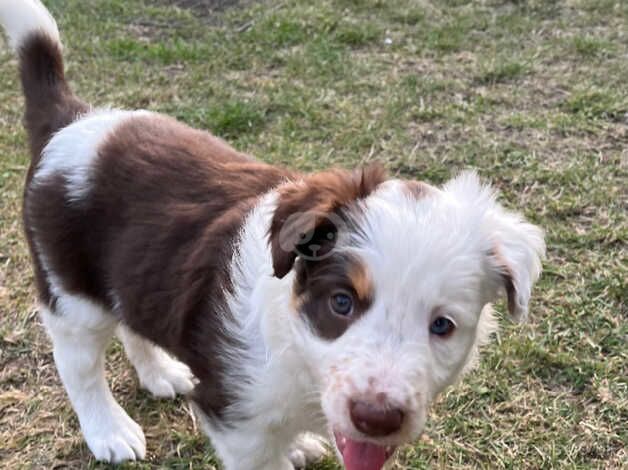 Red Border Collie puppies for sale in Buckinghamshire - Image 3