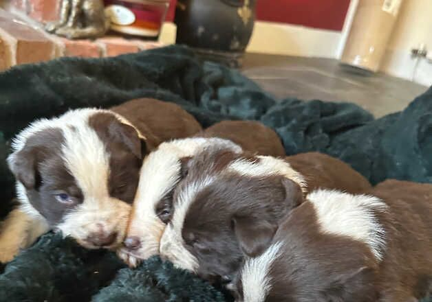 Lilac Border Collies