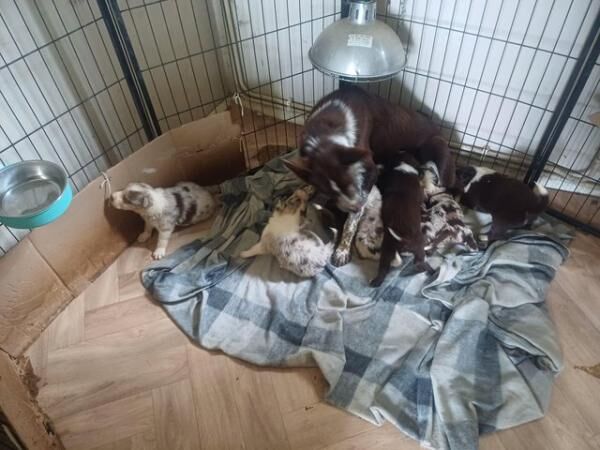 Red Merle and Red border collie puppies for sale in Folkestone, Kent - Image 1