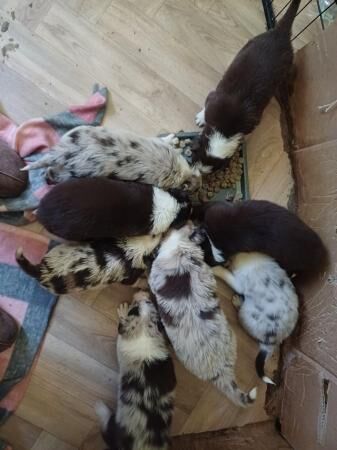 Red Merle and Red border collie puppies for sale in Folkestone, Kent - Image 2