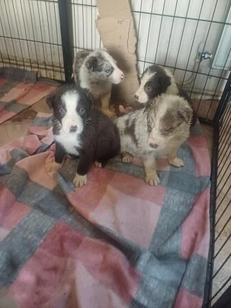 Red Merle and Red border collie puppies for sale in Folkestone, Kent - Image 3