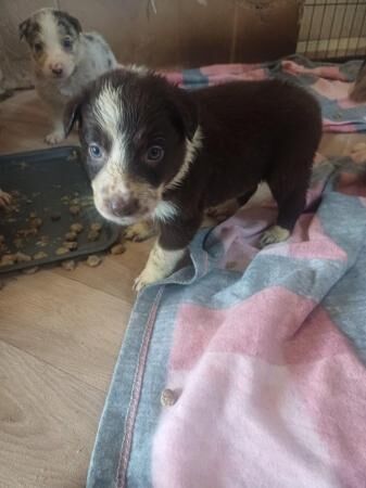 Red Merle and Red border collie puppies for sale in Folkestone, Kent - Image 4