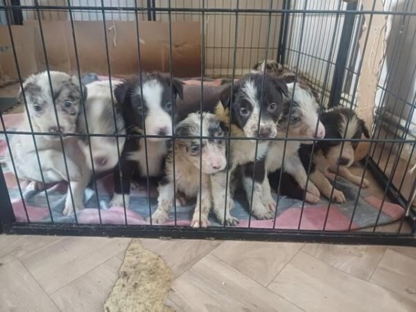 Red Merle and Red border collie puppies for sale in Folkestone, Kent - Image 5