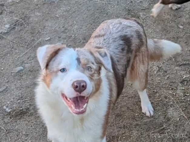 Red Merle Border Collie short coated Dog for sale in Pentewan, Cornwall