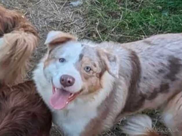 Red Merle Border Collie short coated Dog for sale in Pentewan, Cornwall - Image 2