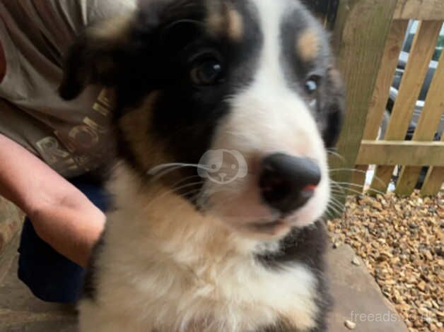 Red Welsh border collie for sale in Bridgnorth, Shropshire