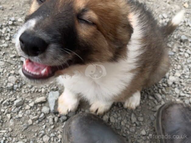 Red Welsh border collie for sale in Bridgnorth, Shropshire - Image 3