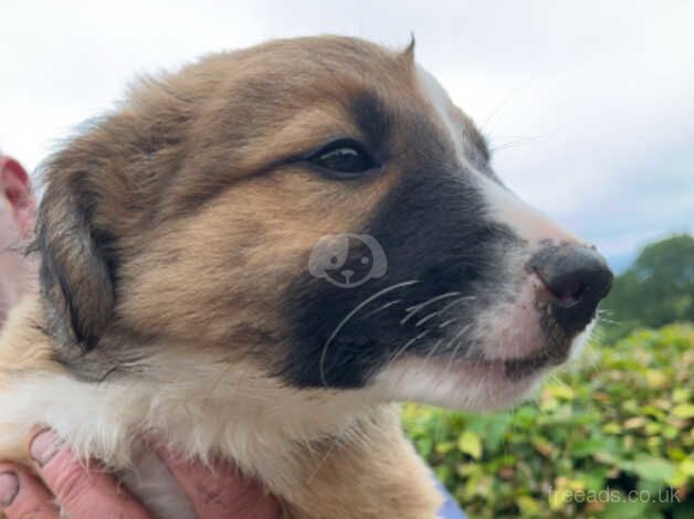 Red Welsh border collie for sale in Bridgnorth, Shropshire - Image 5