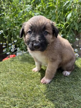 Red Welsh Border Collie Pups for sale in Wheathill, Shropshire - Image 1