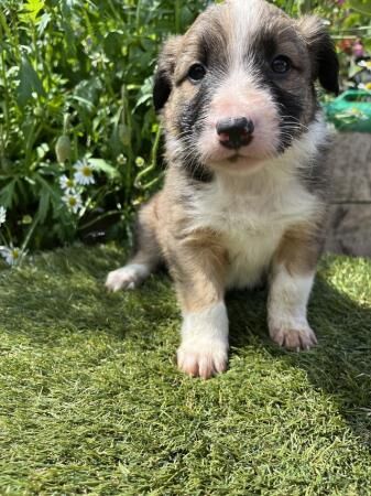 Red Welsh Border Collie Pups for sale in Wheathill, Shropshire - Image 2