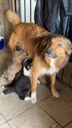 Red Welsh Border Collie Pups for sale in Wheathill, Shropshire - Image 3