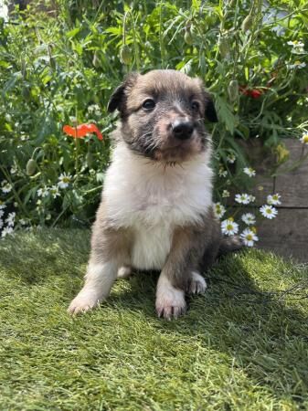 Red Welsh Border Collie Pups for sale in Wheathill, Shropshire - Image 4