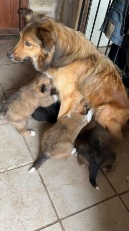 Red Welsh Border Collie Pups for sale in Wheathill, Shropshire - Image 5