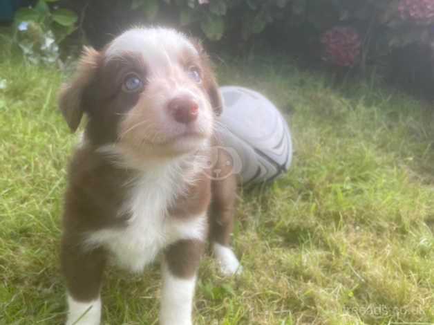 Red & White female pup for sale in Caernarfon, Gwynedd