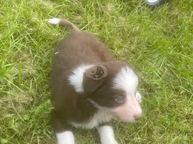 Red & White female pup for sale in Caernarfon, Gwynedd - Image 2